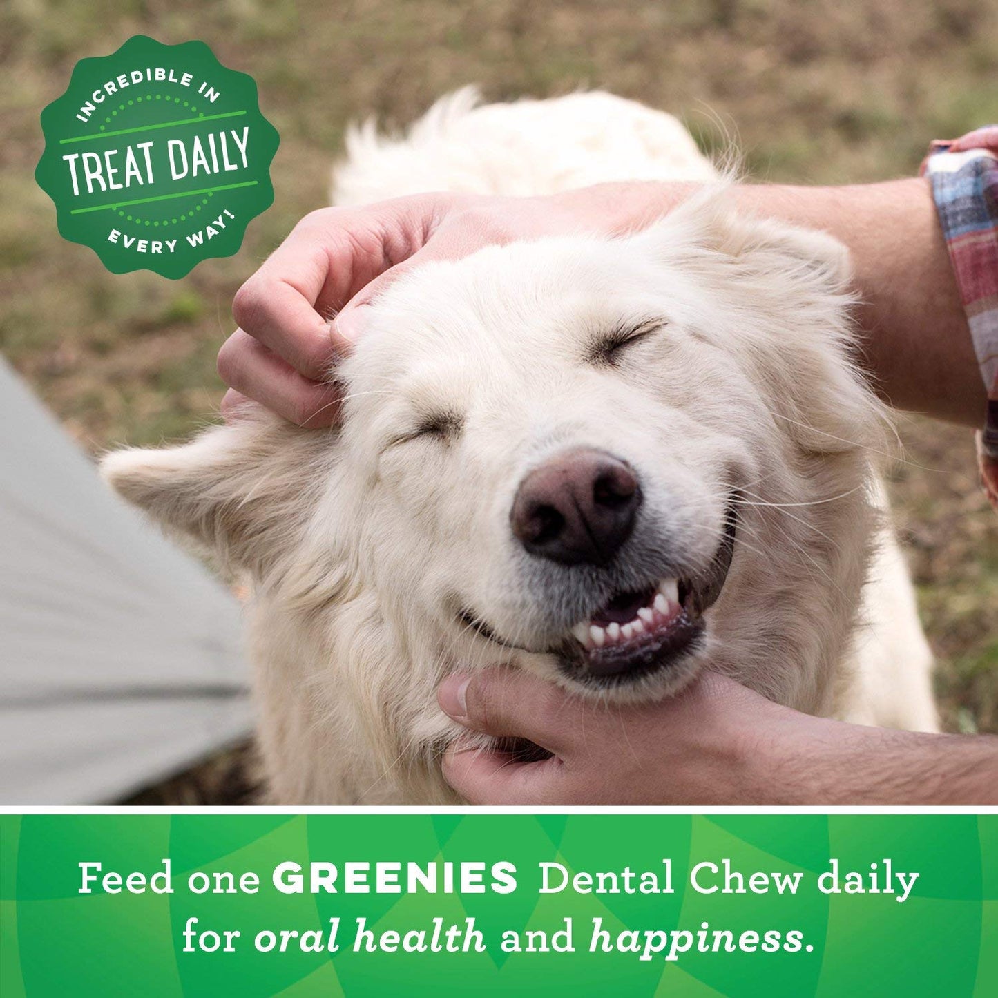 Greenies Original Dental Dog Treats for Petite (15-25 lbs.) Dogs (10 pcs) Packaging may vary