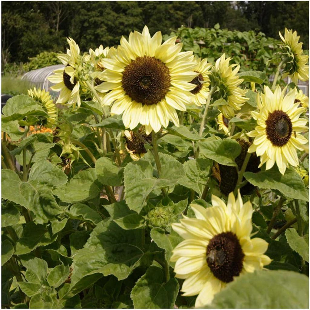 Seed Needs Bulk Package of 1,000+ Seeds, Sunflower Crazy Mixture 15+ Varieties Non-GMO Seeds
