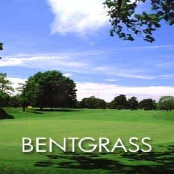 Penncross Creeping Bent Grass 1 Pound