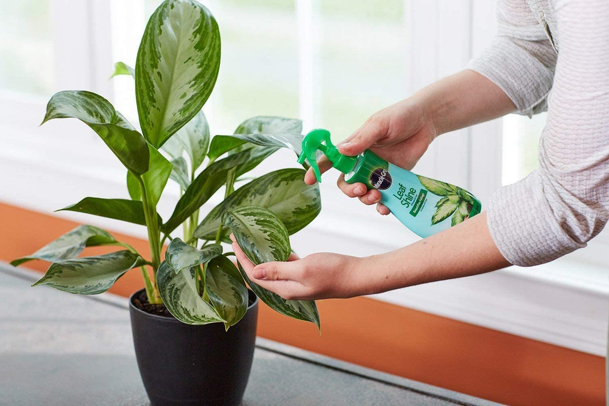 Miracle-Gro Plant Care Leaf Protect & Shine, 8 oz / 236 ml