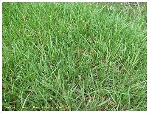 SeedRanch Pensacola Bahia Grass Seed - 1 lbs.