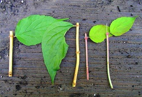 2-Ounce Dip 'N Grow Rooting Hormone