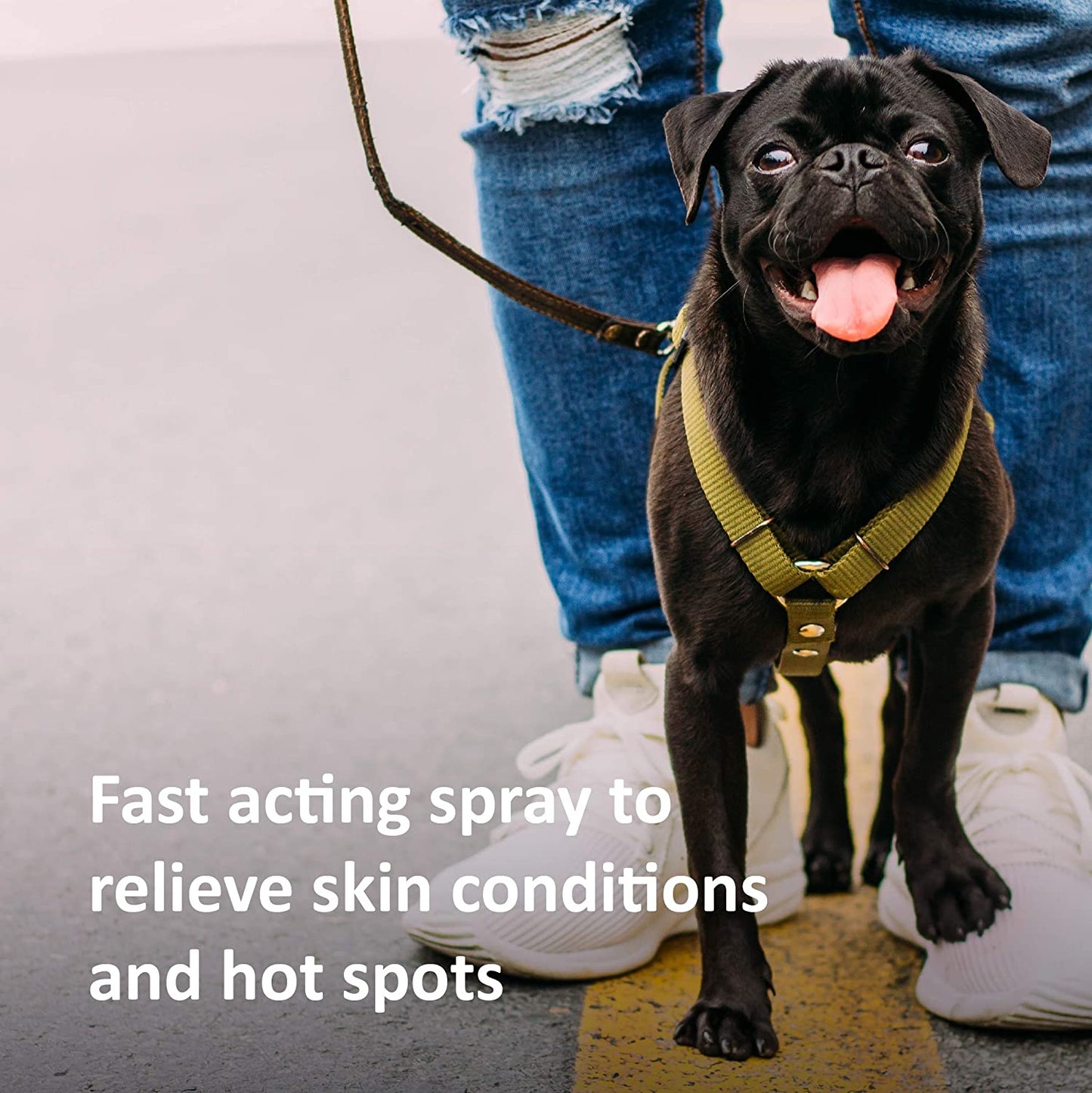 Veterinary Formula Clinical Care Hot Spot & Itch Relief Medicated Spray for dog & cat 8 oz 236.6 ml