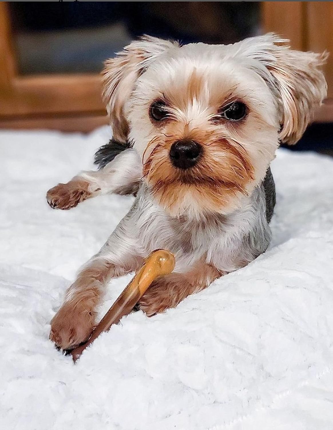 Nylabone Bone Chew Toy for Dogs, Bacon Cheeseburger & Apple Pie Flavor, Up To 25 Lbs ( Napoo2vpp )- 2 Pack
