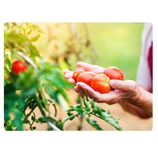 Jobe's Tomato Fertilizer Spikes, 18 Spikes 111 g