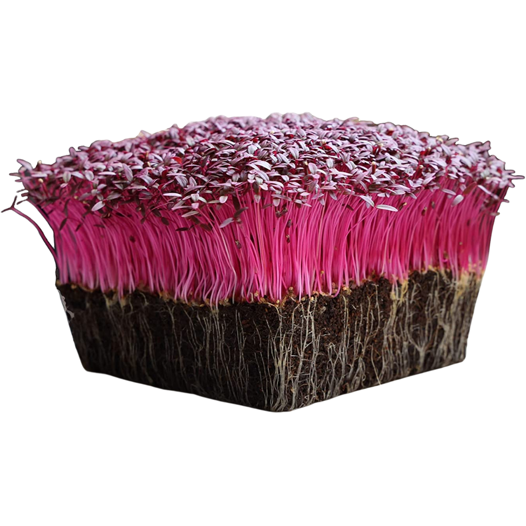 Mountain Valley Red Garnet Amaranth Microgreens 4000 Seeds - 4g Packet