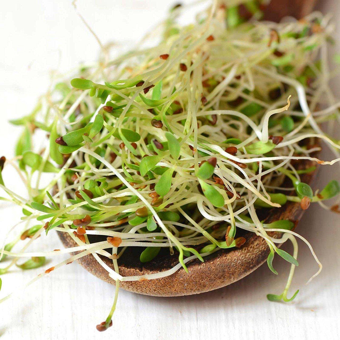 Organic Alfalfa Sprouting Seeds - 1 Lbs - Resealable Bag - Handy Pantry Brand - Growing Sprouts, Food Storage & More