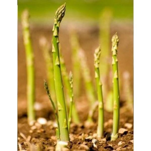 David's Garden Seeds Asparagus Mary Washington 2211 (Green) 50 Non-GMO, Heirloom Seeds