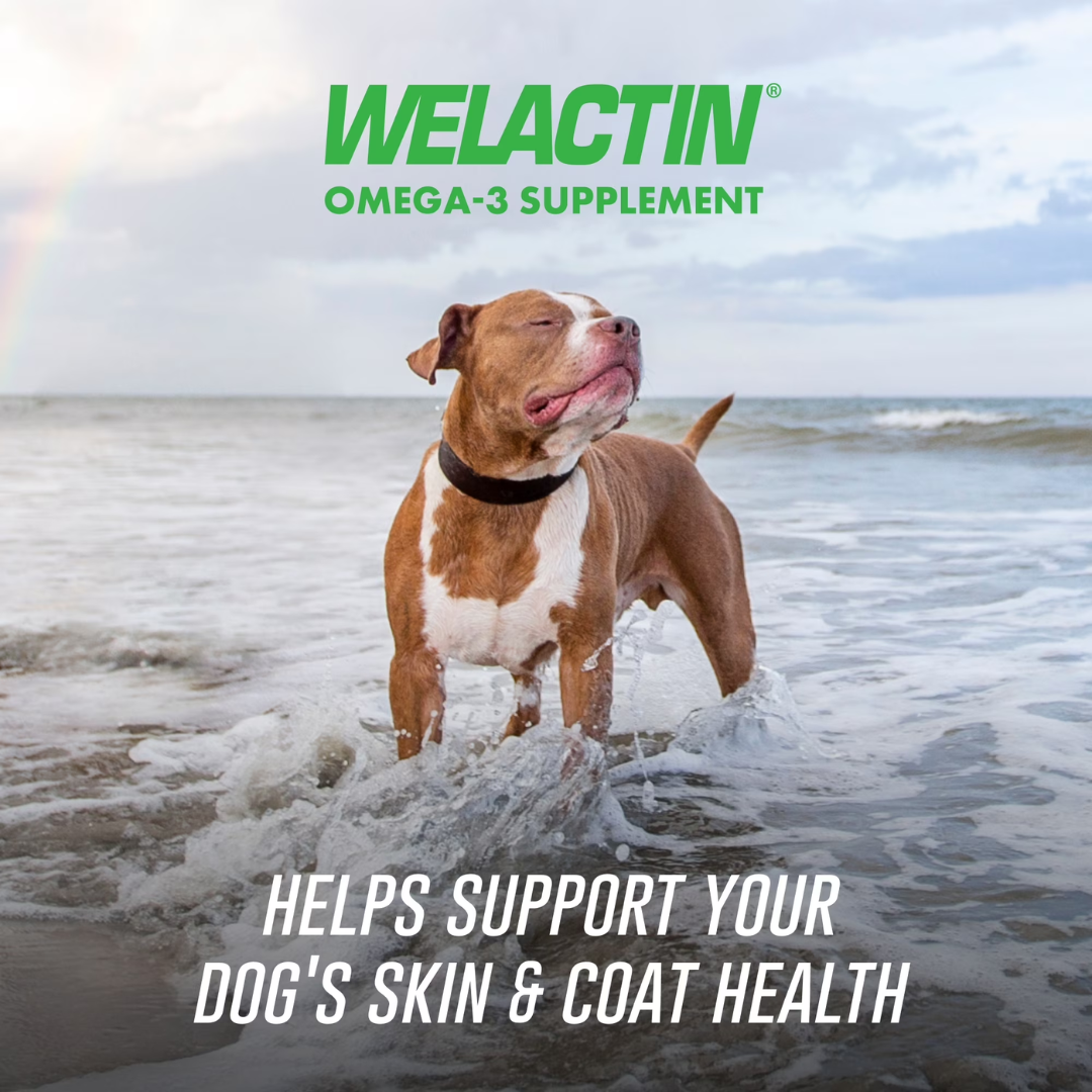 Nutramax Laboratories Welactin Omega-3 Supplement for Dogs, 60 Soft Chews
