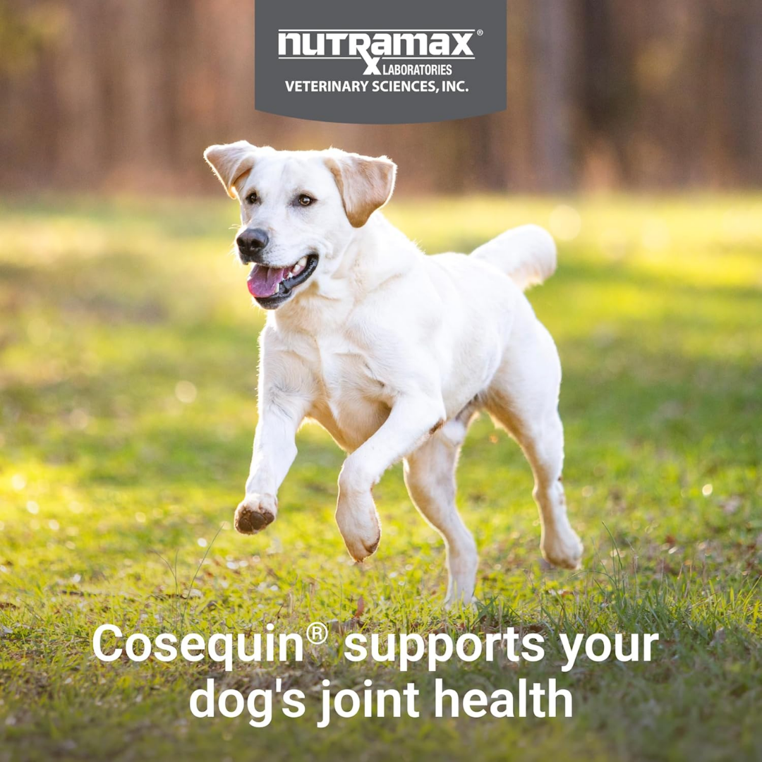 Nutramax Cosequin Joint Health Supplement with MSM for Dogs, 250 Tablets