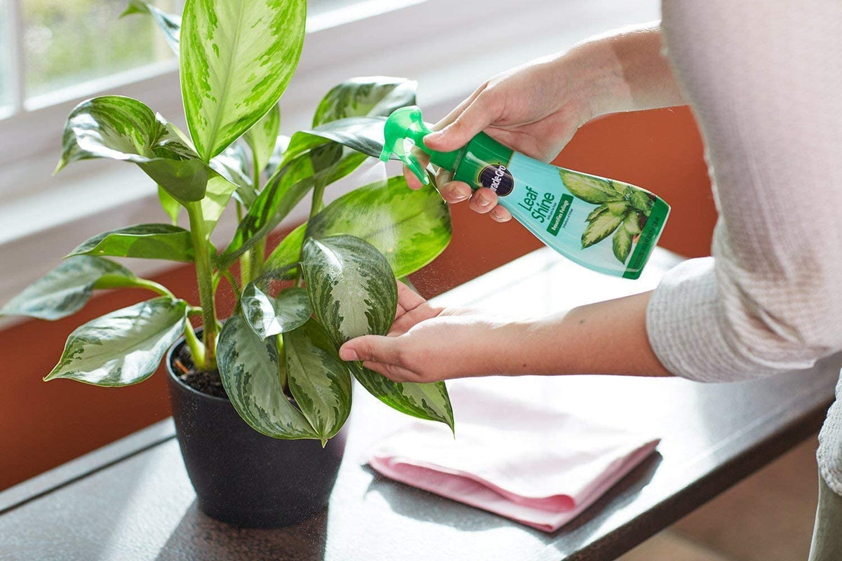 Miracle-Gro Plant Care Leaf Protect & Shine, 8 oz / 236 ml