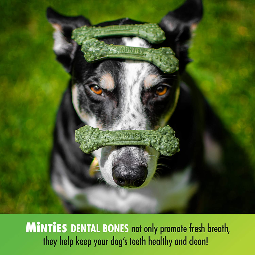 Minties Dental Bone Treats for Dogs 40 lbs Medium/Large, 6.4 oz / 181 g