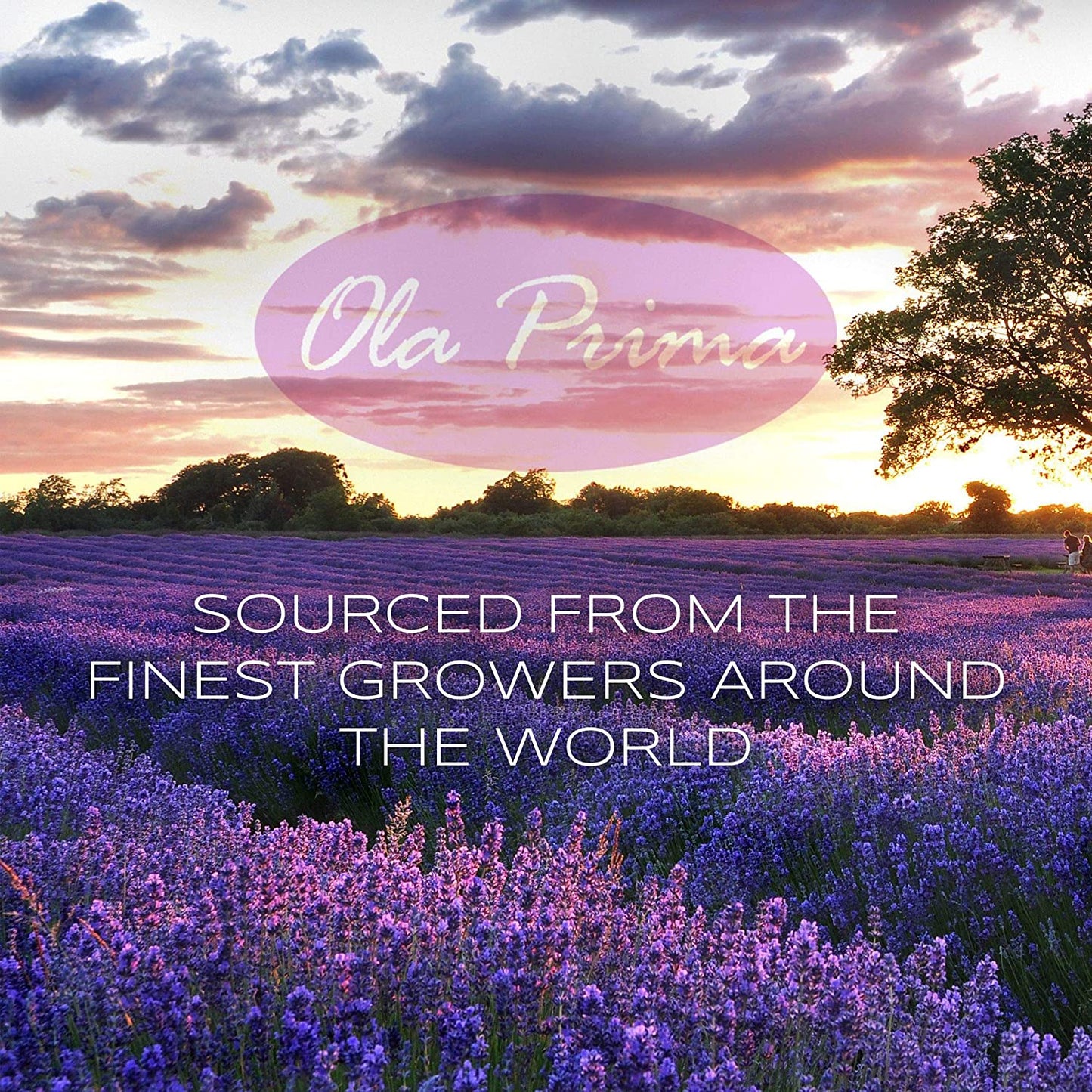 Ola Prima Premium Quality Essential Oil, Therapeutic Grade Bergamot Oil, 4 fl.oz / 118ml