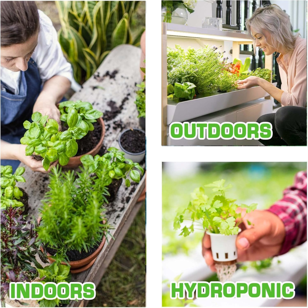FarmerValley 12 Heirloom Culinary & Medicinal Herb Seeds Variety Pack