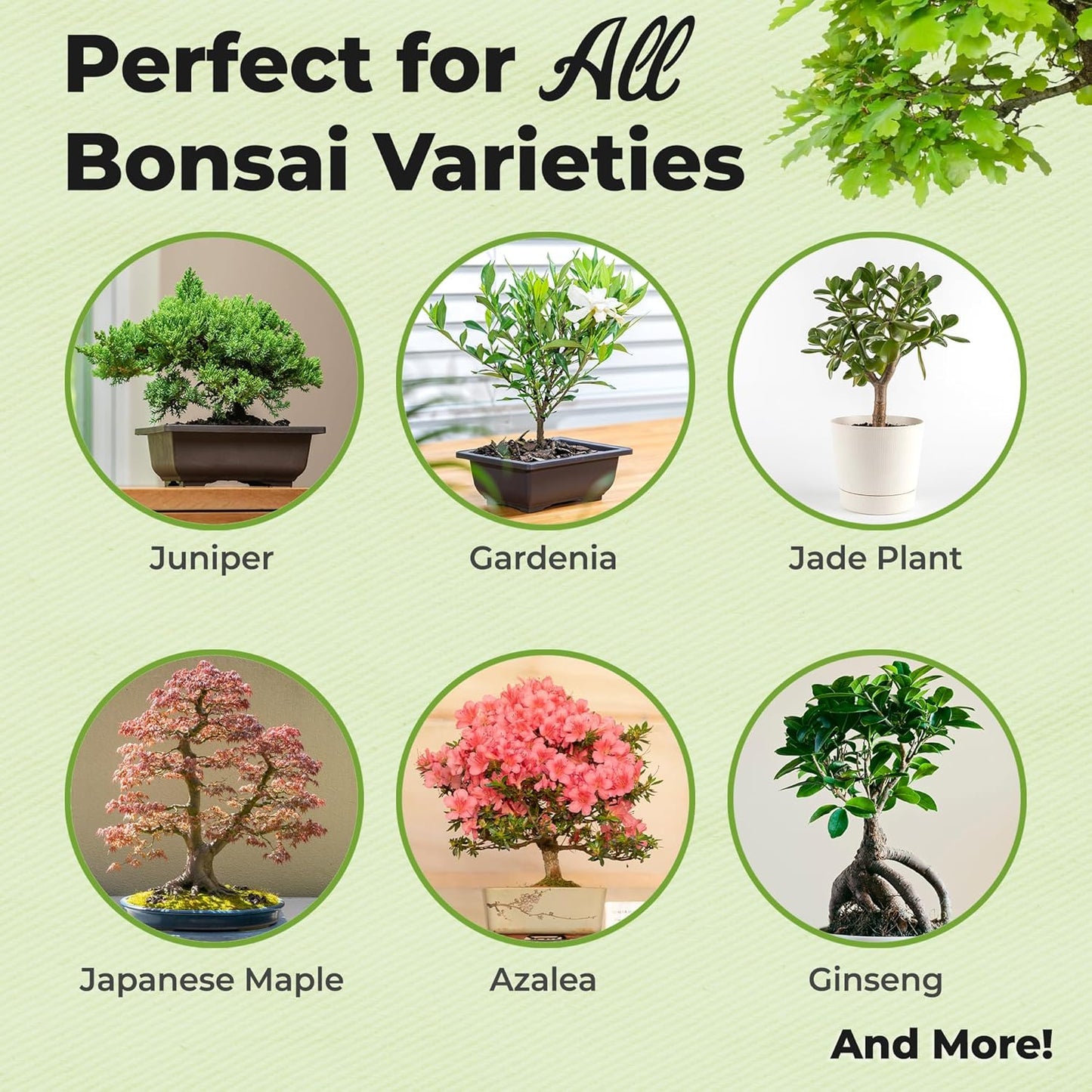 Perfect Plants 18-6-8 Bonsai Fertilizer Pellets for All Bonsai Tree Types, 5 oz