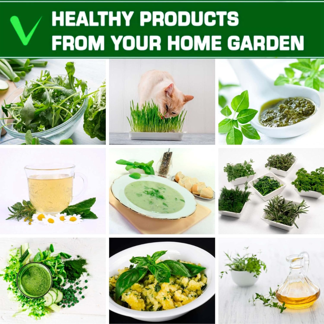 FarmerValley 12 Heirloom Culinary & Medicinal Herb Seeds Variety Pack