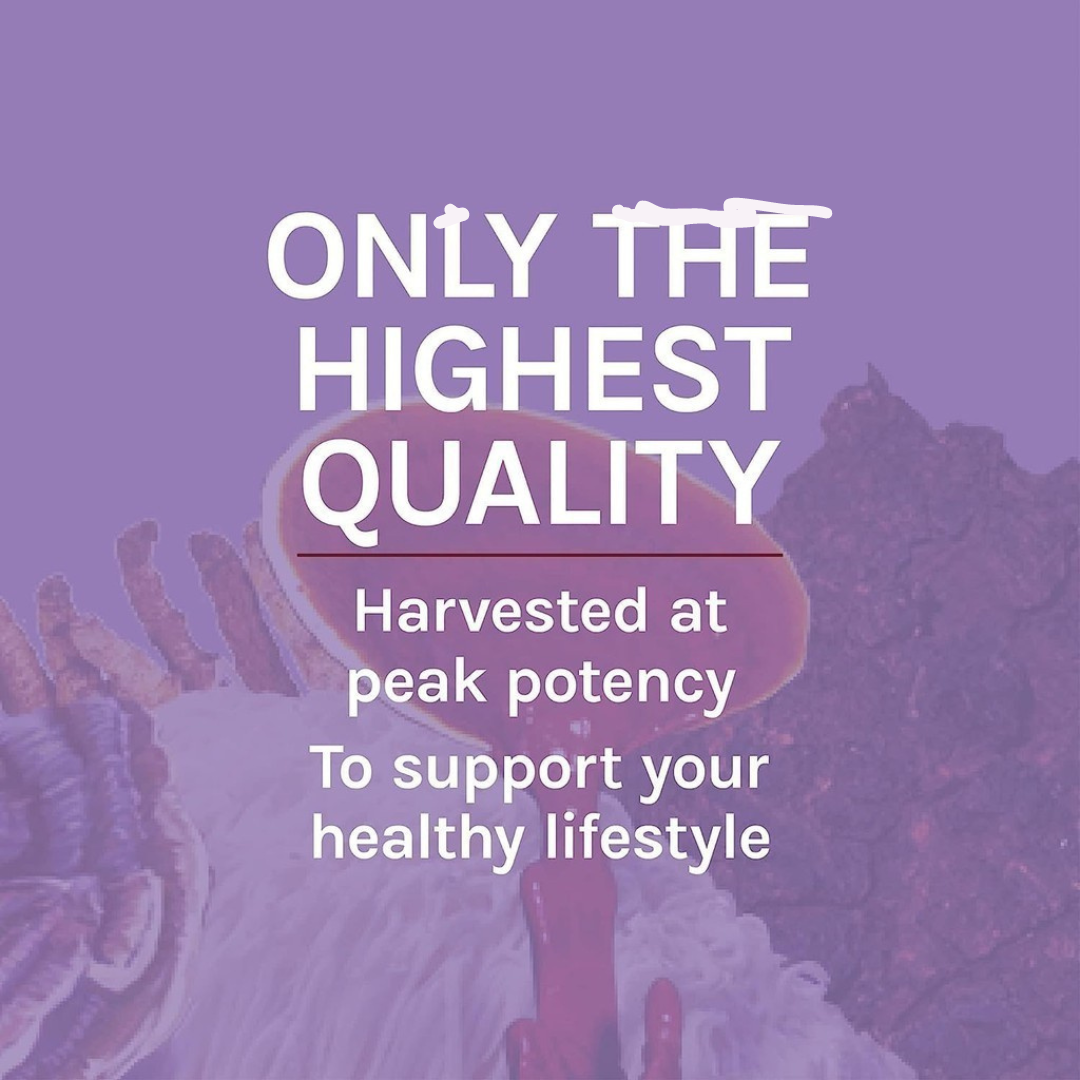 Host Defense Lion's Mane Memory & Nerve Support 60 Capsules