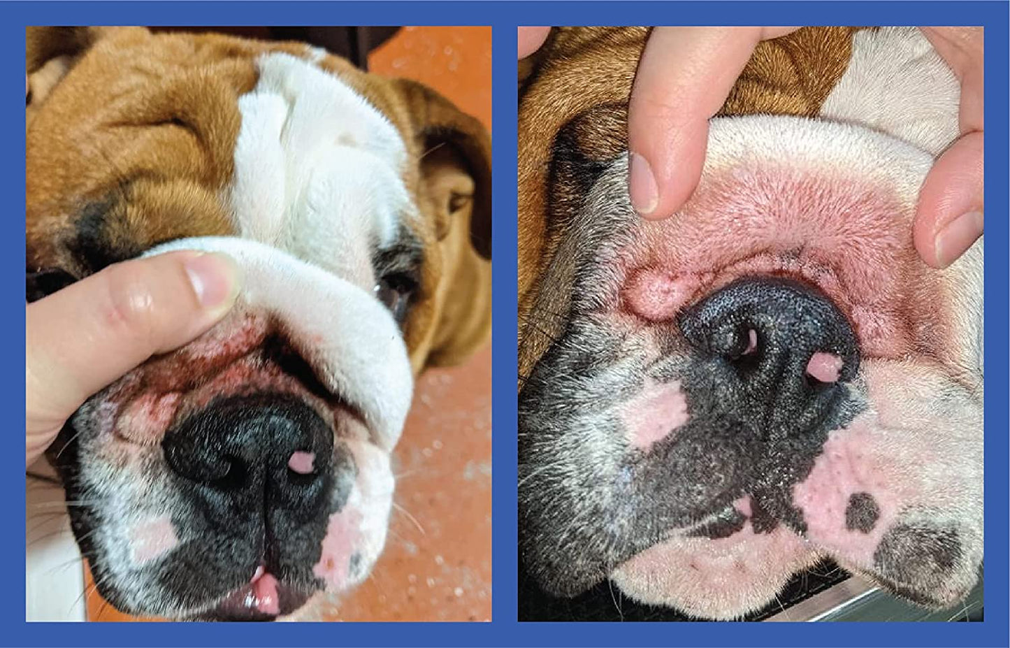 Squishface Wrinkle Paste for Dogs, 2 oz. / 59g Cleans Wrinkles, Tear Stain & Tail Pockets