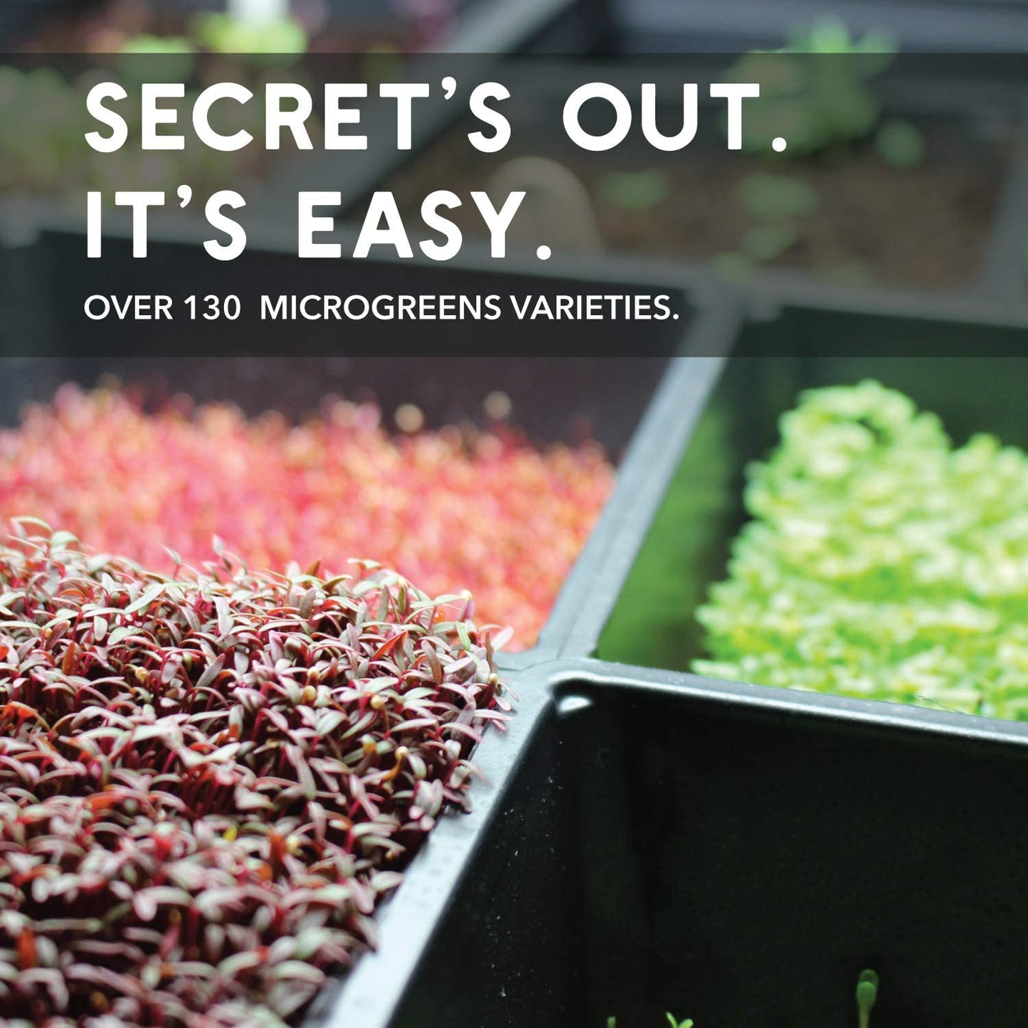 Mountain Valley Red Garnet Amaranth Microgreens 4000 Seeds - 4g Packet