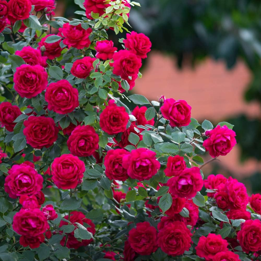 Jobe's Outdoor Fertilizer Food for Rose 10 Spikes, 454 g / 16 oz