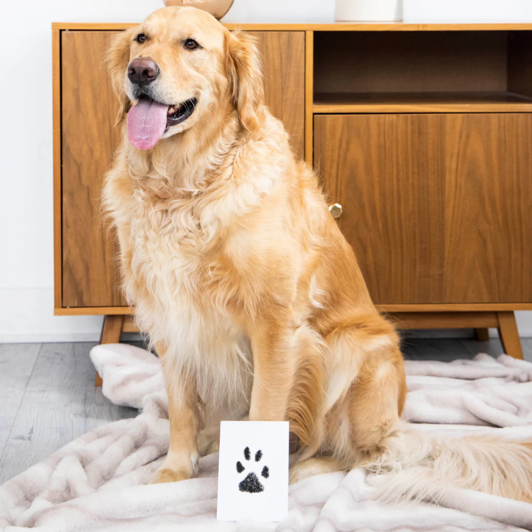 Pearhead Clean Touch Ink Pad For Pet's Paw Medium/Large (1 Count)