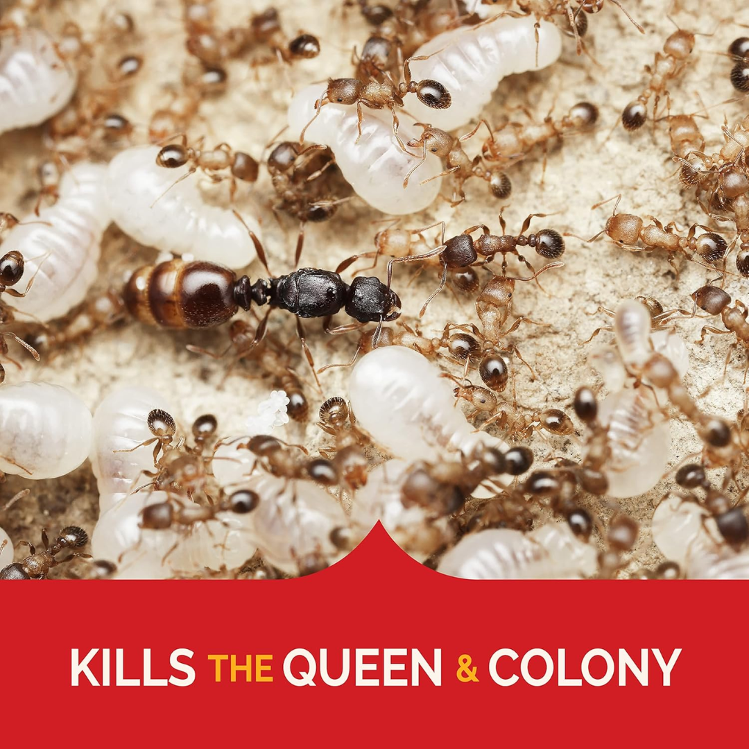 Hot Shot MaxAttrax Ant Bait, 8 Count