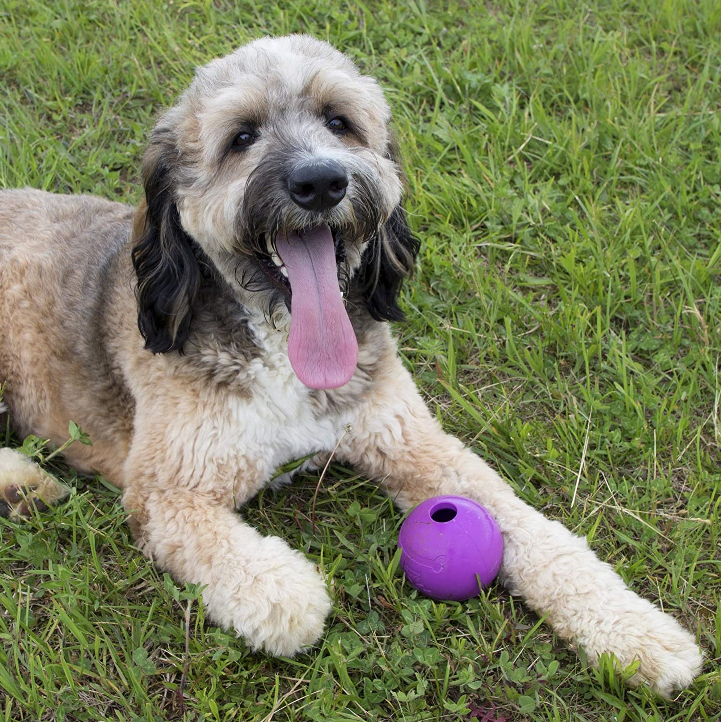Chew King Fetch Rubber Balls for Pets Blue and Violet Large 40-75 lbs,  2 Count