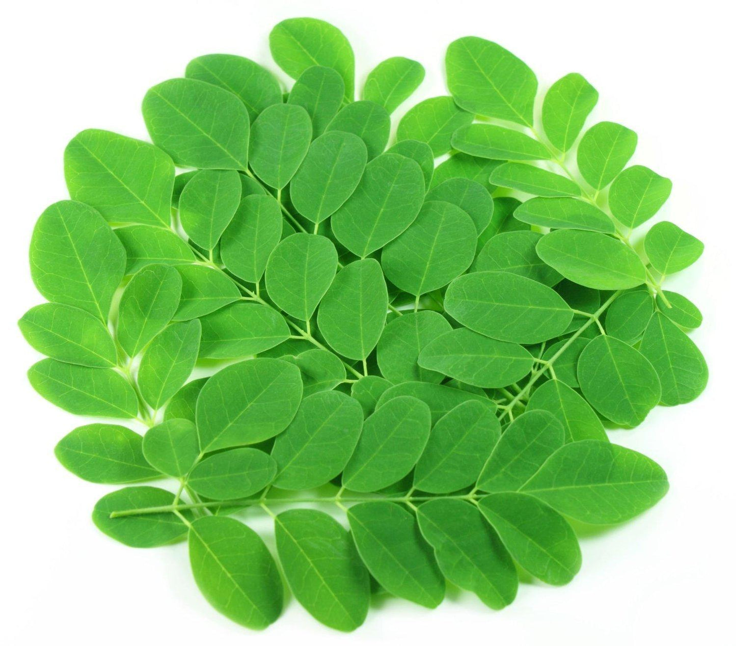 Trial Size KIVA Moringa Leaf Powder  2oz per 56grams
