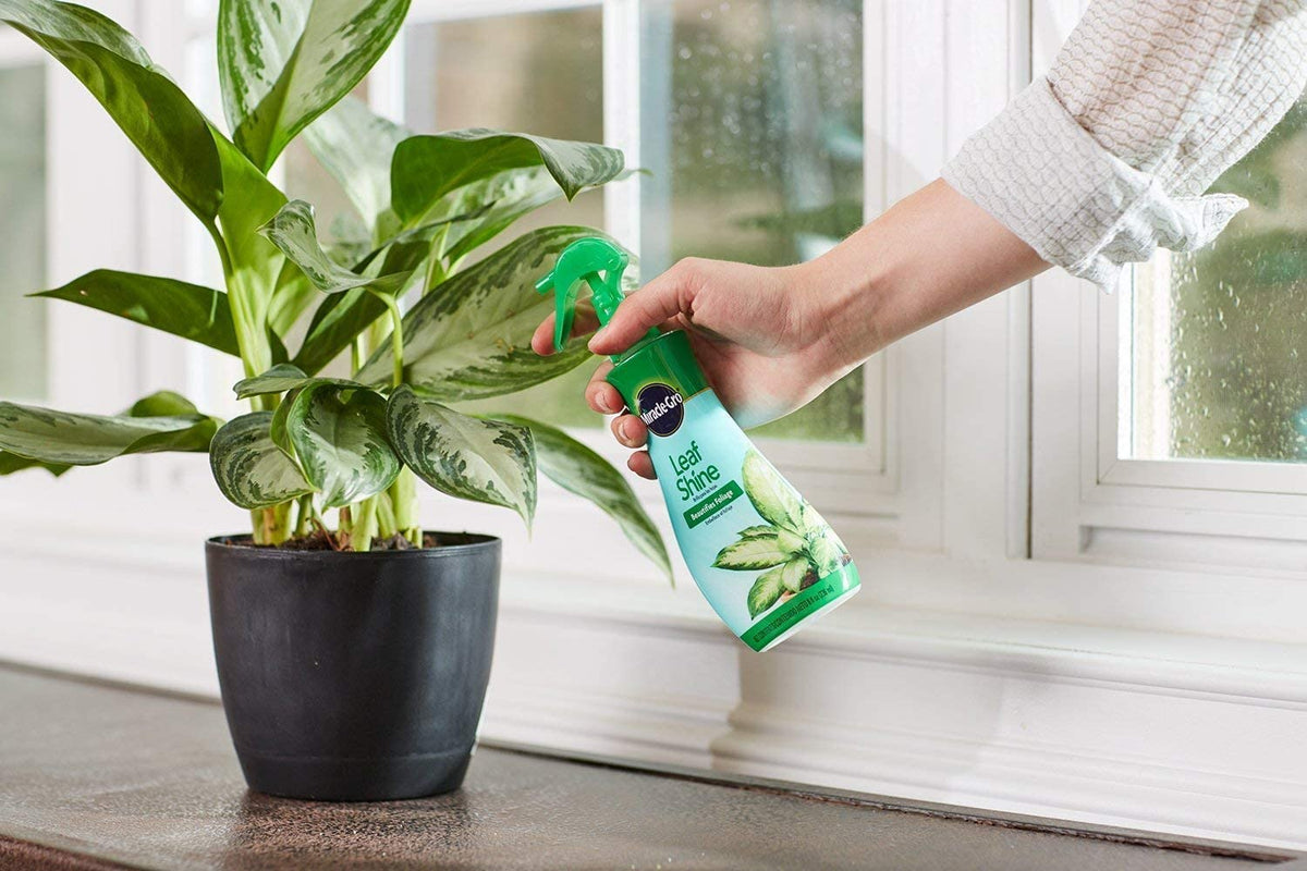 Miracle-Gro Plant Care Leaf Protect & Shine, 8 oz / 236 ml