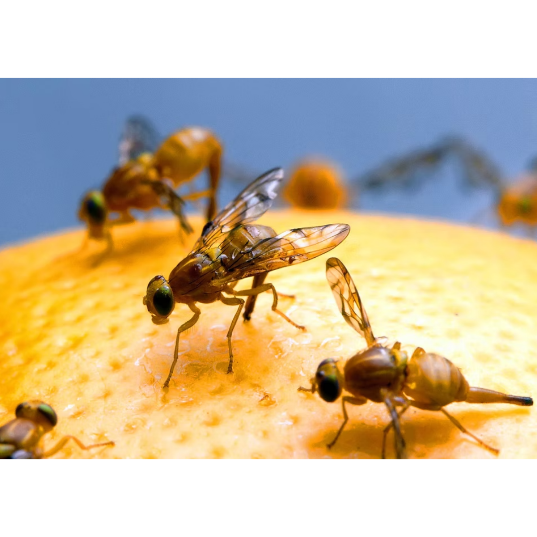 Repashy Superfoods Superfly Fruit Fly Culture Medium, 6 oz / 170 g