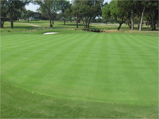 Penncross Creeping Bent Grass 1 Pound