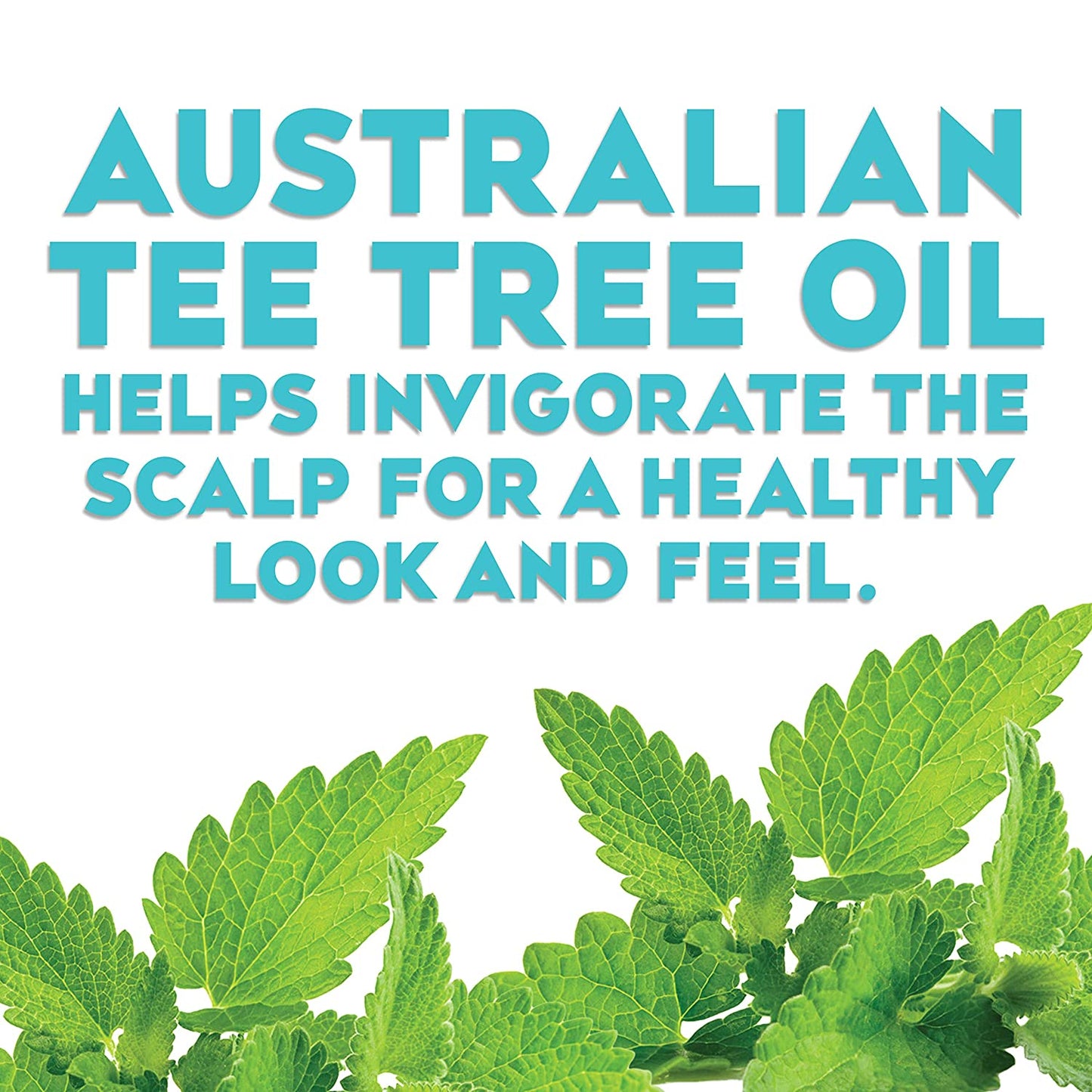 OGX Hydrating+ Tea Tree Mint Shampoo with Peppermint Oil & Milk Proteins, 13 fl.oz / 385ml