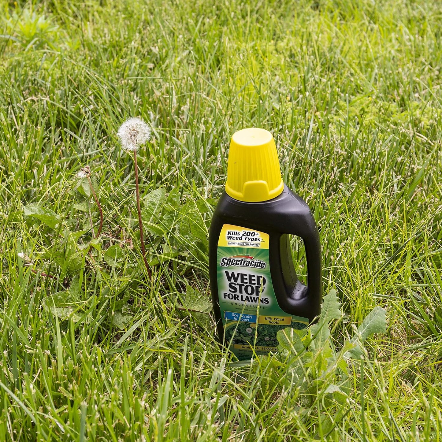Spectracide Grass Stop For Lawns Concentrate Kills Root 32 fl oz / 946ml